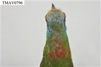 五色鳥藏品圖，第18張